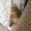 みたらしのプロフィール画像