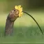 しほのプロフィール画像