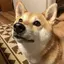 azusaのプロフィール画像