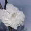 ひ〜のプロフィール画像
