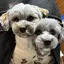べちこのプロフィール画像