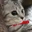 ^._.^のプロフィール画像