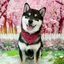 みさきのプロフィール画像