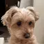 びびのプロフィール画像