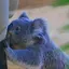 🐨のプロフィール画像