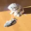 ねこのプロフィール画像