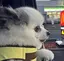 pon chanのプロフィール画像