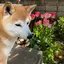 ゆりのプロフィール画像