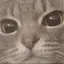 senaのプロフィール画像