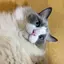 mのプロフィール画像