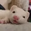 ゆゆのプロフィール画像