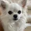 ルーのプロフィール画像