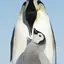 Ko_tei.penguinのプロフィール画像