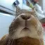 Sのプロフィール画像