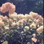 せりのプロフィール画像
