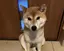 ミワのプロフィール画像