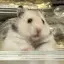 わんたんのプロフィール画像