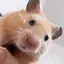 蒼のプロフィール画像