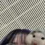 シバネコのプロフィール画像
