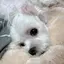 すぎぱらのプロフィール画像