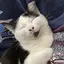 ちーずのプロフィール画像