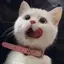 ฅのプロフィール画像