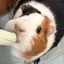 もるのプロフィール画像