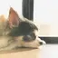 ひかりのプロフィール画像