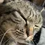さくらもちのプロフィール画像