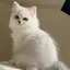 Sのプロフィール画像