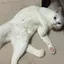 ねこのプロフィール画像