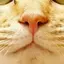 トッポのプロフィール画像