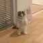 🐱のプロフィール画像