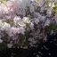mのプロフィール画像