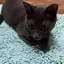 にゃつのプロフィール画像