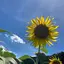 はるのプロフィール画像