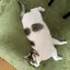 たぬきちのプロフィール画像