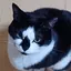 ねこのプロフィール画像