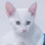 たまのプロフィール画像