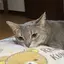 しょこらのプロフィール画像