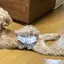 Sakiのプロフィール画像