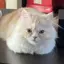 アカリのプロフィール画像