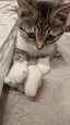 にゃんのプロフィール画像