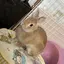 てちのプロフィール画像