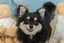 プルメリアのプロフィール画像