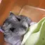 ぷーちんのプロフィール画像