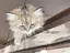 hachiのプロフィール画像
