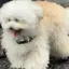 莉来のプロフィール画像
