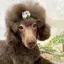 まりものプロフィール画像