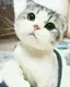 銀ちゃんのプロフィール画像